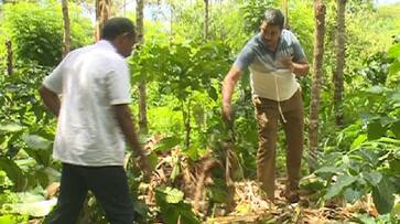 farmers banana plantation destroyed due to wild elephant problem gvd farmers banana plantation destroyed due to wild elephant problem gvd