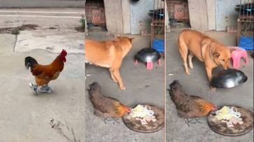 Rooster Walks in Shoes Dog Covers Lunch Pot from hen funny Viral Video akb Rooster Walks in Shoes Dog Covers Lunch Pot from hen funny Viral Video akb