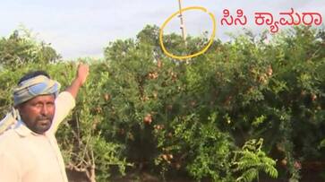 Thieves Theft Pomegranate Fruit in Vijayapura grg Thieves Theft Pomegranate Fruit in Vijayapura grg