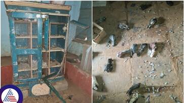 Hubli city criminal cut the neck of 23 pigeons sat Hubli city criminal cut the neck of 23 pigeons sat