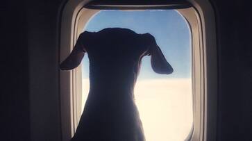 Dog Ruined Thirteen Hour Flight Traveling Couple Sue Singapore Airlines roo Dog Ruined Thirteen Hour Flight Traveling Couple Sue Singapore Airlines roo