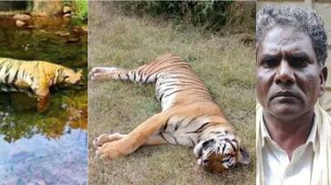 Tamil Nadu farmer arrested for poisoning, killing two tigers KRJ Tamil Nadu farmer arrested for poisoning, killing two tigers KRJ