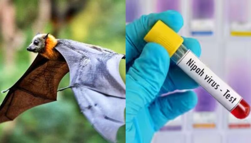Nipah in Kerala : கேரளாவில் உள்ள நிபா வைரஸ் பங்களாதேஷ் மாறுபாடு.. அதிக  ஆபத்தானதா? என்ன சிகிச்சை?