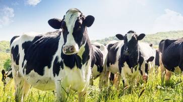 Government will give 50% subsidy to cow farmers setting up cow dairy: check details here-rag Government will give 50% subsidy to cow farmers setting up cow dairy: check details here-rag