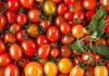 tomato price very low farmers in problem nbn
