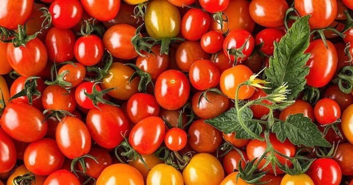Health Hazards 5 disastrous side effects of eating too many Tomatoes daily