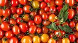 tomato price very low farmers in problem nbn