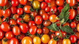 tomato price very low farmers in problem nbn