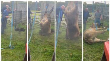video of a cow that fell into a sinkhole is taken out by adventure bkg video of a cow that fell into a sinkhole is taken out by adventure bkg
