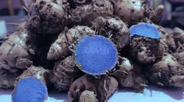 Health Benefits Of Black Turmeric you must know azn Health Benefits Of Black Turmeric you must know azn
