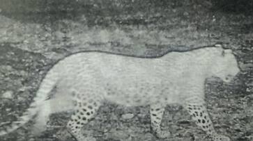 leopard spotted at idukki moongalar joy leopard spotted at idukki moongalar joy