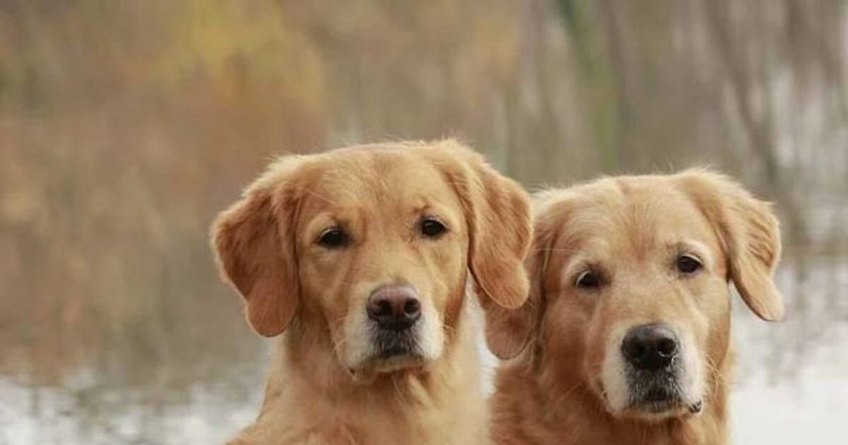 dog breeds not allowed in india இந்தியாவில் தடை செய்யப்பட்ட நாய்