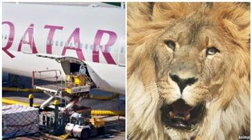gulf news qatar airways cargo helps to return worlds loneliest lion to forest rvn gulf news qatar airways cargo helps to return worlds loneliest lion to forest rvn