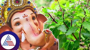 Do not use tulsi for lord Ganesha worship in this festival sum Do not use tulsi for lord Ganesha worship in this festival sum