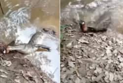 alligator attacked on wounded electric eel both dies video goes viral zrua