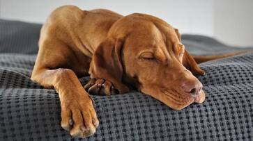 dog can hear while they are sleeping study rlp dog can hear while they are sleeping study rlp