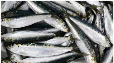 woman dies rare disease after eating sardines-rse- woman dies rare disease after eating sardines-rse-