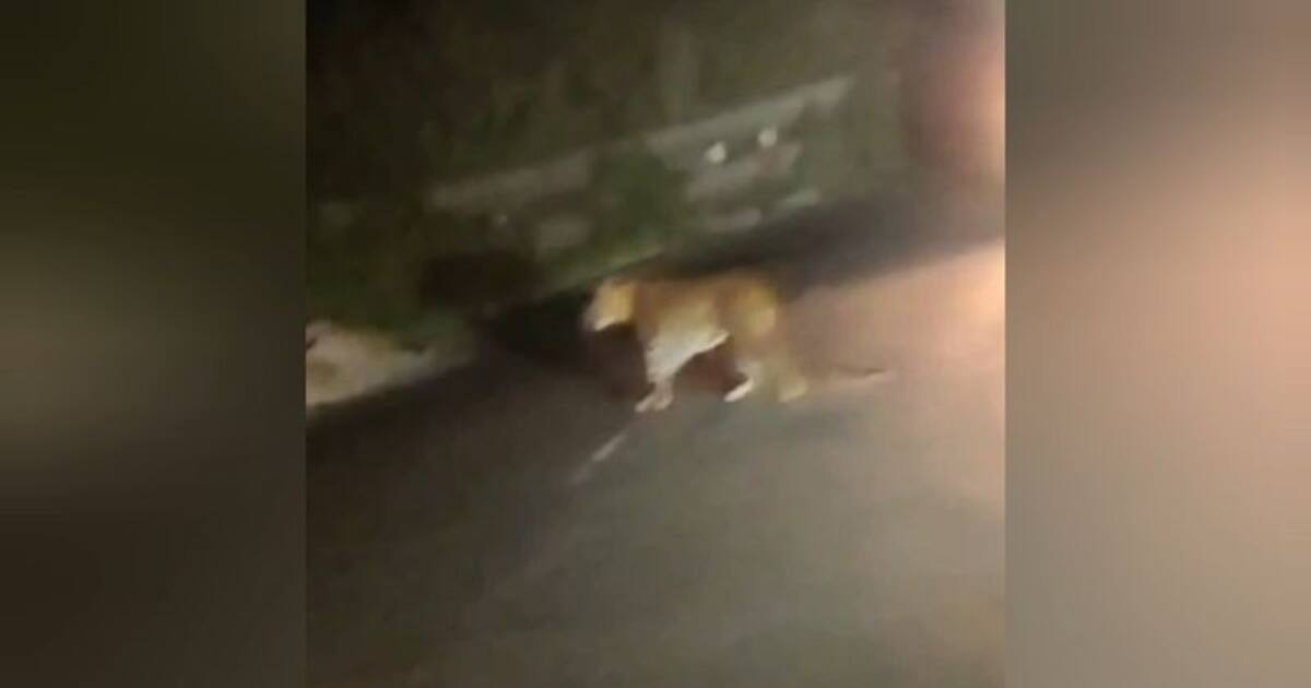 எல்லா பக்கமும் அணை கட்டுனா எங்கடா போவேன்; போக வழி இல்லாமல் சாலையில் திக்கு முக்காடிய சிறுத்தை