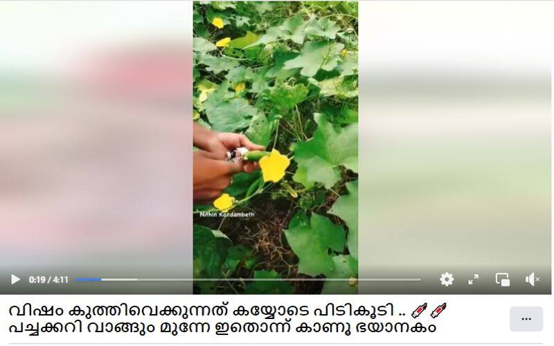 viral clip shows pesticide injecting to vegetables in india but video is not true jje