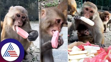 Monkeys Enjoyed Ice Cream Party Watch Viral Video roo Monkeys Enjoyed Ice Cream Party Watch Viral Video roo