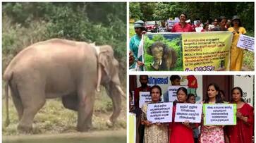 strike for arikkomban fans idukki collect orate sts strike for arikkomban fans idukki collect orate sts