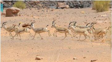 gulf news twenty seven deer born in protected area in saudi rvn gulf news twenty seven deer born in protected area in saudi rvn