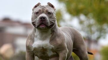 Rishi Sunak orders ban on american bully dog breed in Britain, Here's why Rishi Sunak orders ban on american bully dog breed in Britain, Here's why
