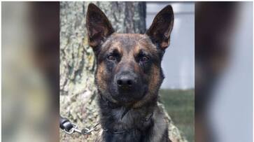 Prison escaped murderer nabbed after 14 days and how a dog named Yoda helped collar him etj Prison escaped murderer nabbed after 14 days and how a dog named Yoda helped collar him etj