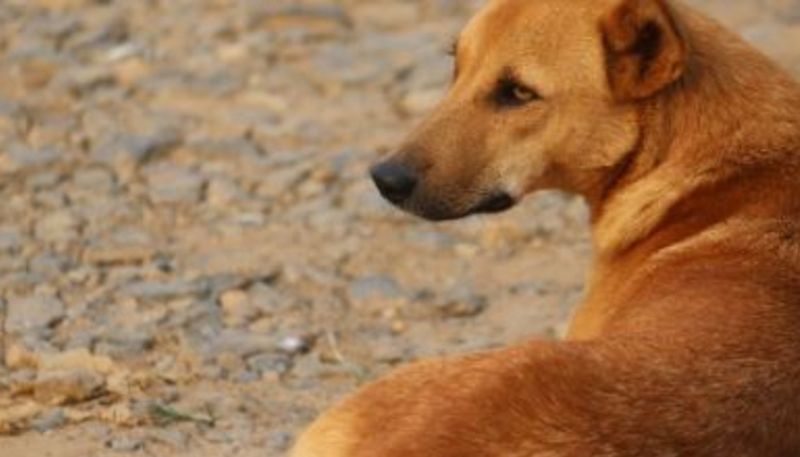 dog express grief to mother whose son died in a mishup which involves the dog in karnataka kms