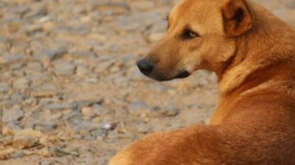 dog express grief to mother whose son died in a mishup which involves the dog in karnataka kms