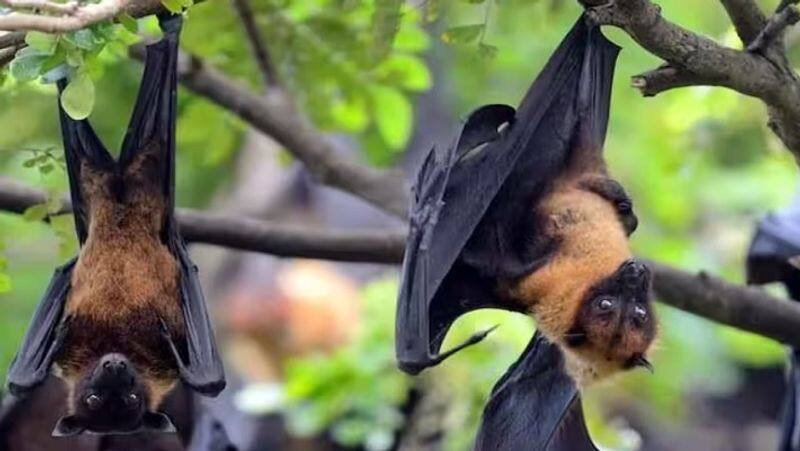 kerala nipah virus latest update over 1080 people in contact list of infected Educational institutions in Kozhikode shut till September 24 zrua