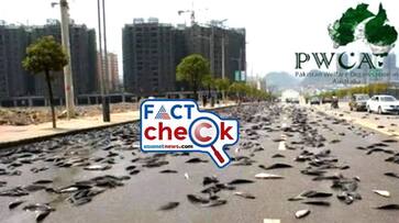 Photos show the fish rain in Lajamanu Australia but images from China Fact Check jje Photos show the fish rain in Lajamanu Australia but images from China Fact Check jje
