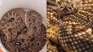 house owner finds rattle snake in garage expert catches 20 snakes and found several shedded skins etj house owner finds rattle snake in garage expert catches 20 snakes and found several shedded skins etj