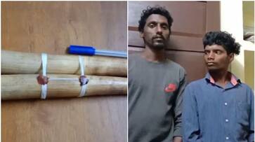 forest department found two ivory tusks two arrested apn forest department found two ivory tusks two arrested apn