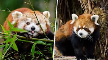 International Red Panda Day 2023: Call to protect these adorable endangered creatures ATG EAI International Red Panda Day 2023: Call to protect these adorable endangered creatures ATG EAI