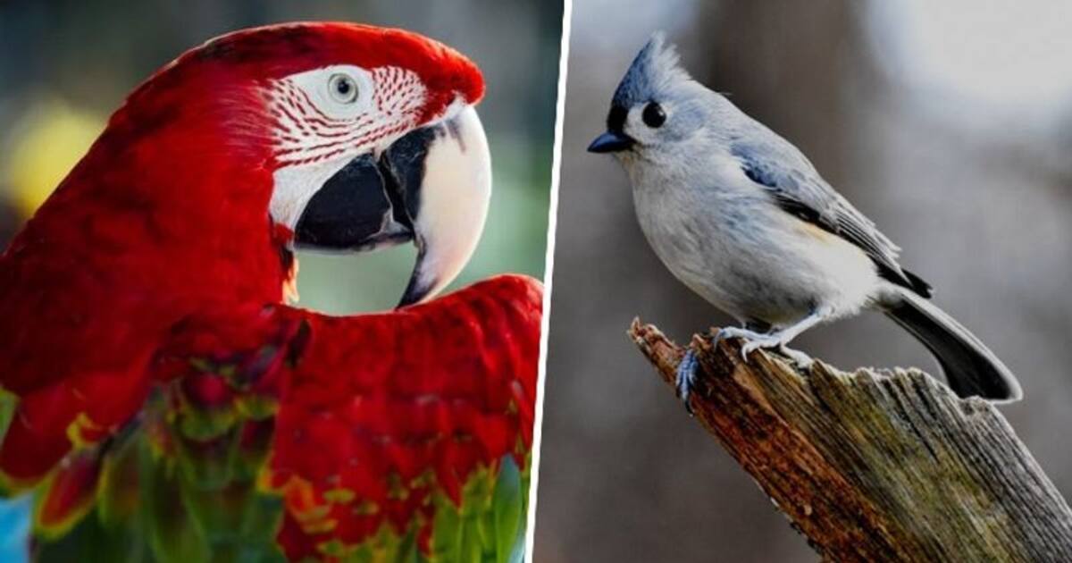 Pet Bird Day 2023: Day, history, significance