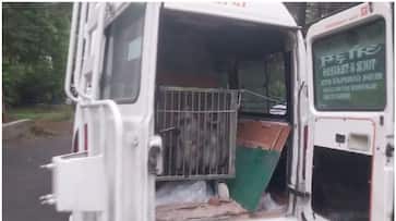 Two more pairs of Gray langur were brought to Thiruvananthapuram Zoo btb Two more pairs of Gray langur were brought to Thiruvananthapuram Zoo btb