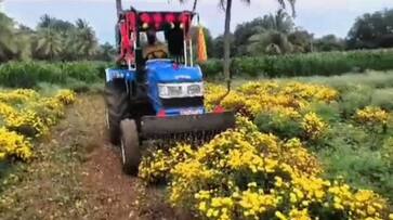 farmer destroys flowers crop at chitradurga due to price decrease gvd farmer destroys flowers crop at chitradurga due to price decrease gvd