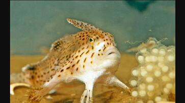 A rare fish with hands that was believed to be extinct has been found in Primrose Sands Beach Australia akb A rare fish with hands that was believed to be extinct has been found in Primrose Sands Beach Australia akb