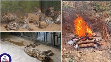 Bengaluru Bannerghatta biological park 7 leopards died due to deadly cat virus sat Bengaluru Bannerghatta biological park 7 leopards died due to deadly cat virus sat