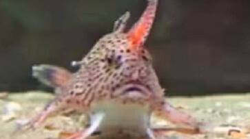handfish thought to be extinct found rlp handfish thought to be extinct found rlp