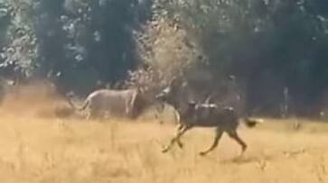lion chased by wild dogs rlp lion chased by wild dogs rlp