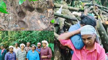 tiger attack in estate;labours had Miraculous escape tiger attack in estate;labours had Miraculous escape
