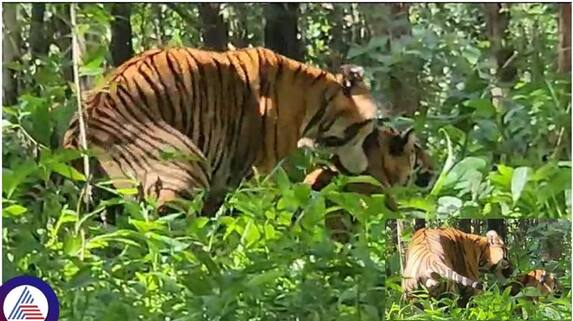 Tigers mating at Bhadra Wildlife Sanctuary in Chikkamagaluru: Viral video (WATCH) vkp Tigers mating at Bhadra Wildlife Sanctuary in Chikkamagaluru: Viral video (WATCH) vkp
