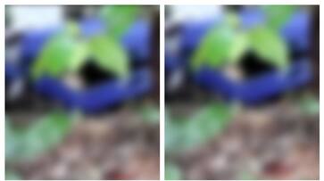 Decomposing body at Makootam Perumpadi thalassery Pass It was cut into four pieces and thrown away in a box fvv Decomposing body at Makootam Perumpadi thalassery Pass It was cut into four pieces and thrown away in a box fvv