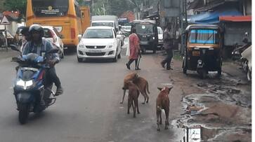 many including a toddler standing in front of house injured in stray dog attack afe many including a toddler standing in front of house injured in stray dog attack afe