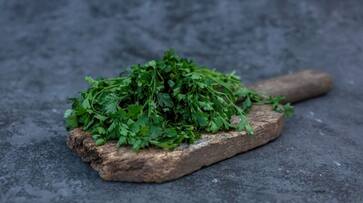 health benefits of having Coriander leaves azn health benefits of having Coriander leaves azn