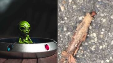 alien like creature found in the ground in rain Australia rlp alien like creature found in the ground in rain Australia rlp