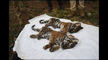 Three more tiger cubs found dead in the Nilgiris vel Three more tiger cubs found dead in the Nilgiris vel