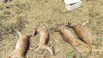 13 deer died mysteriously in bannerghatta park at bengaluru gvd 13 deer died mysteriously in bannerghatta park at bengaluru gvd